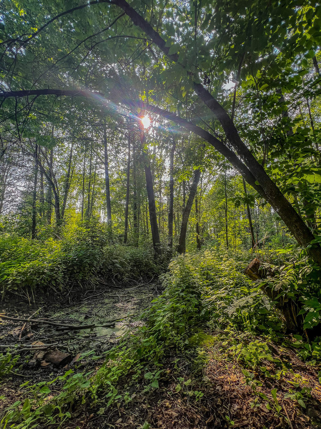 Сквозь заросли пробивалось солнце...