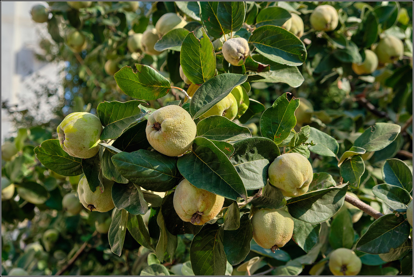 В октябре на улицах Анапы.
