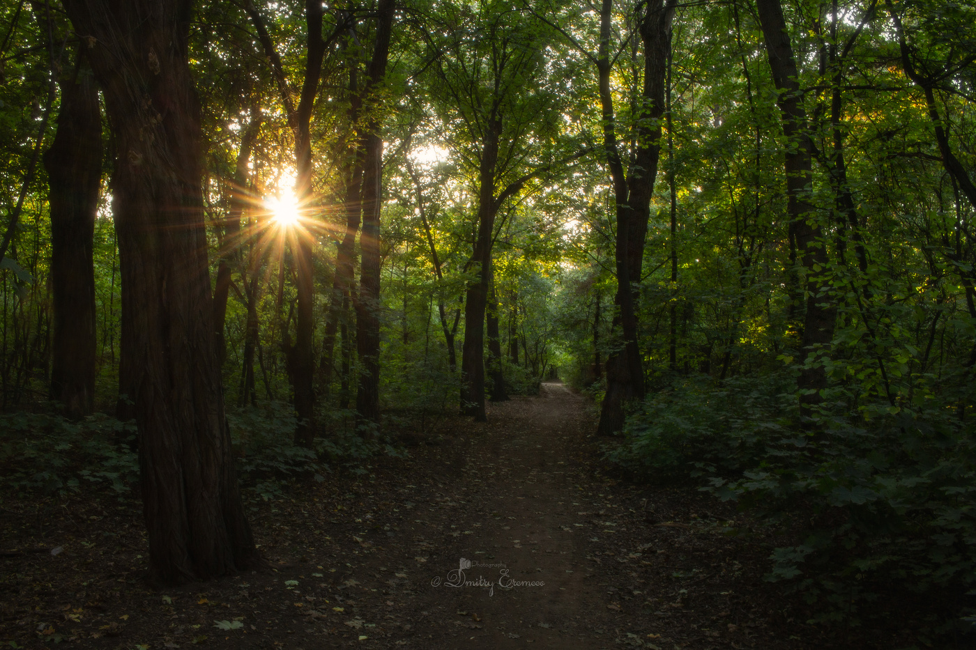 Тропа в изумрудном лесу...