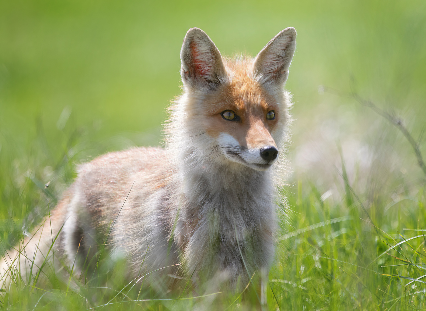 Хитрая рыжая м.