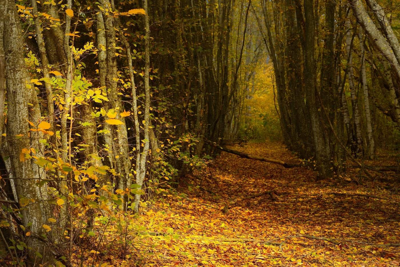 Осенняя тропа