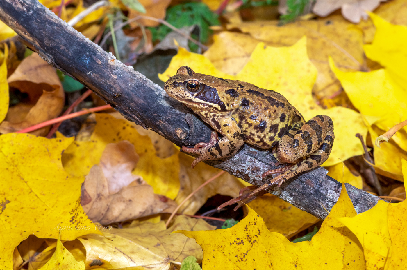 Петергоф. В парке.