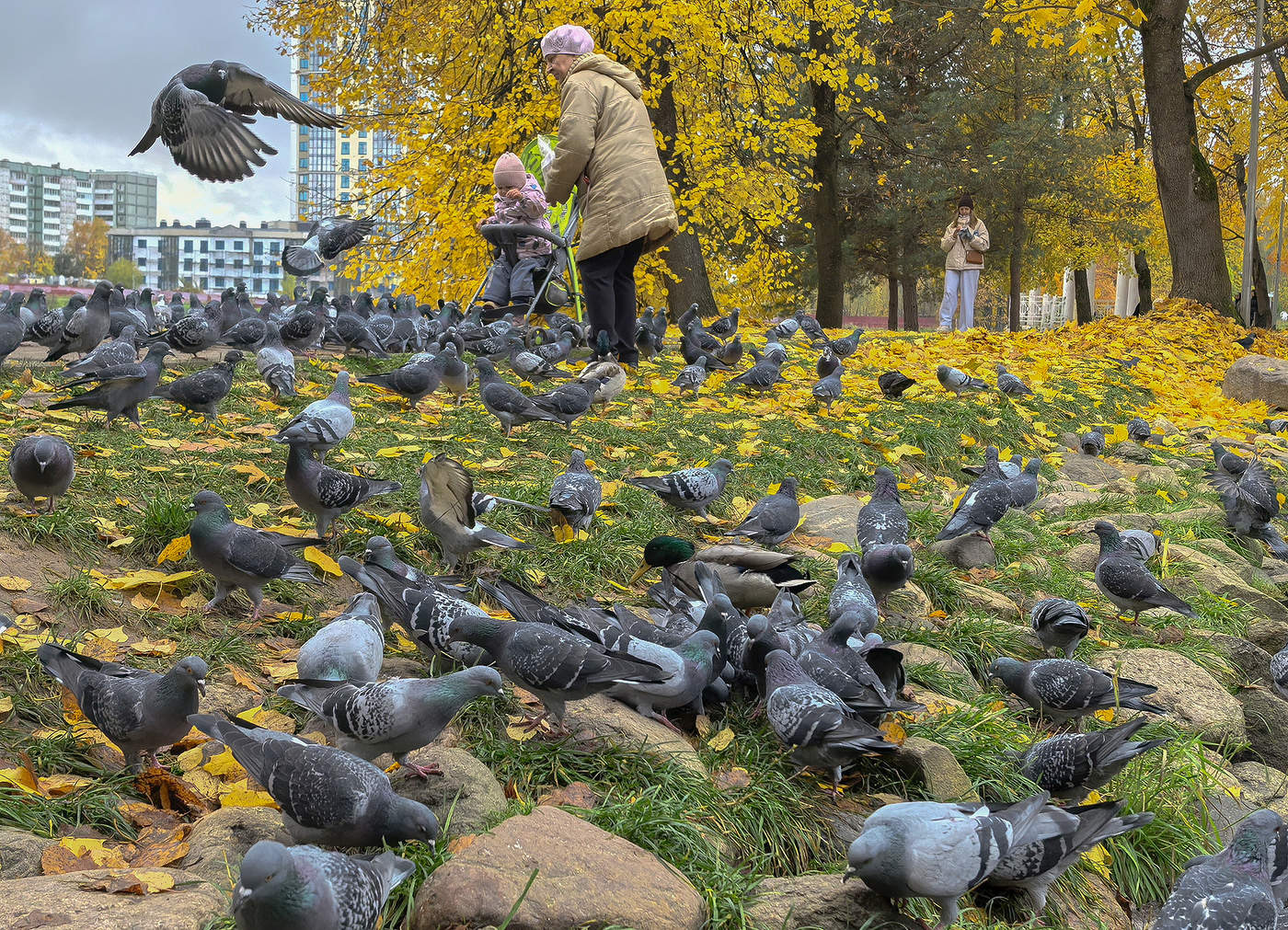 Осень и голуби