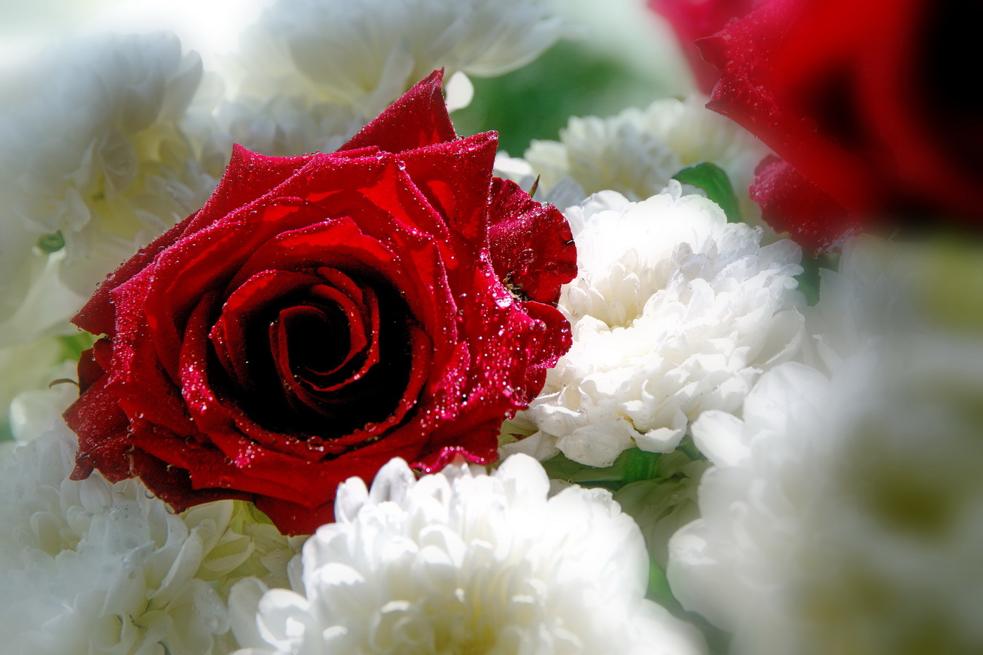 Красное на белом.