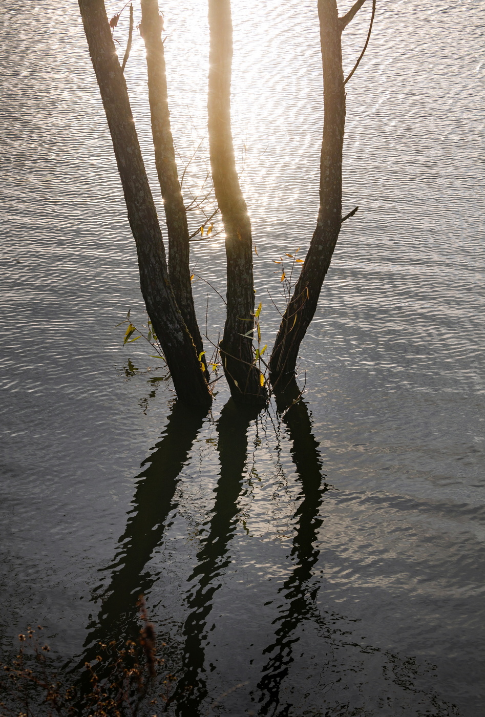 Осень на пруду