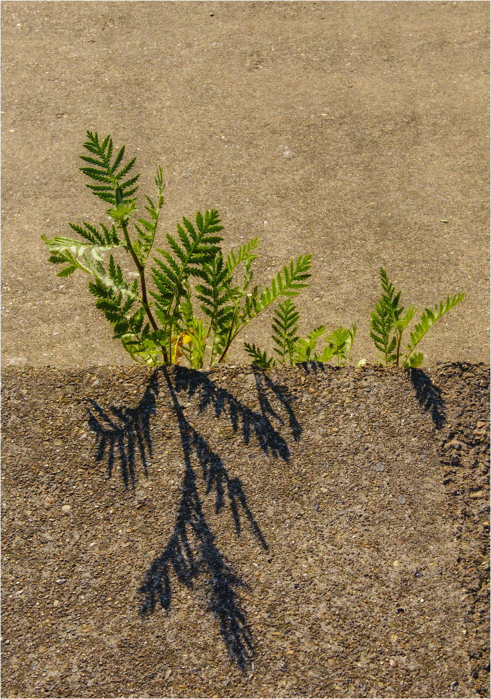 Противоположности...