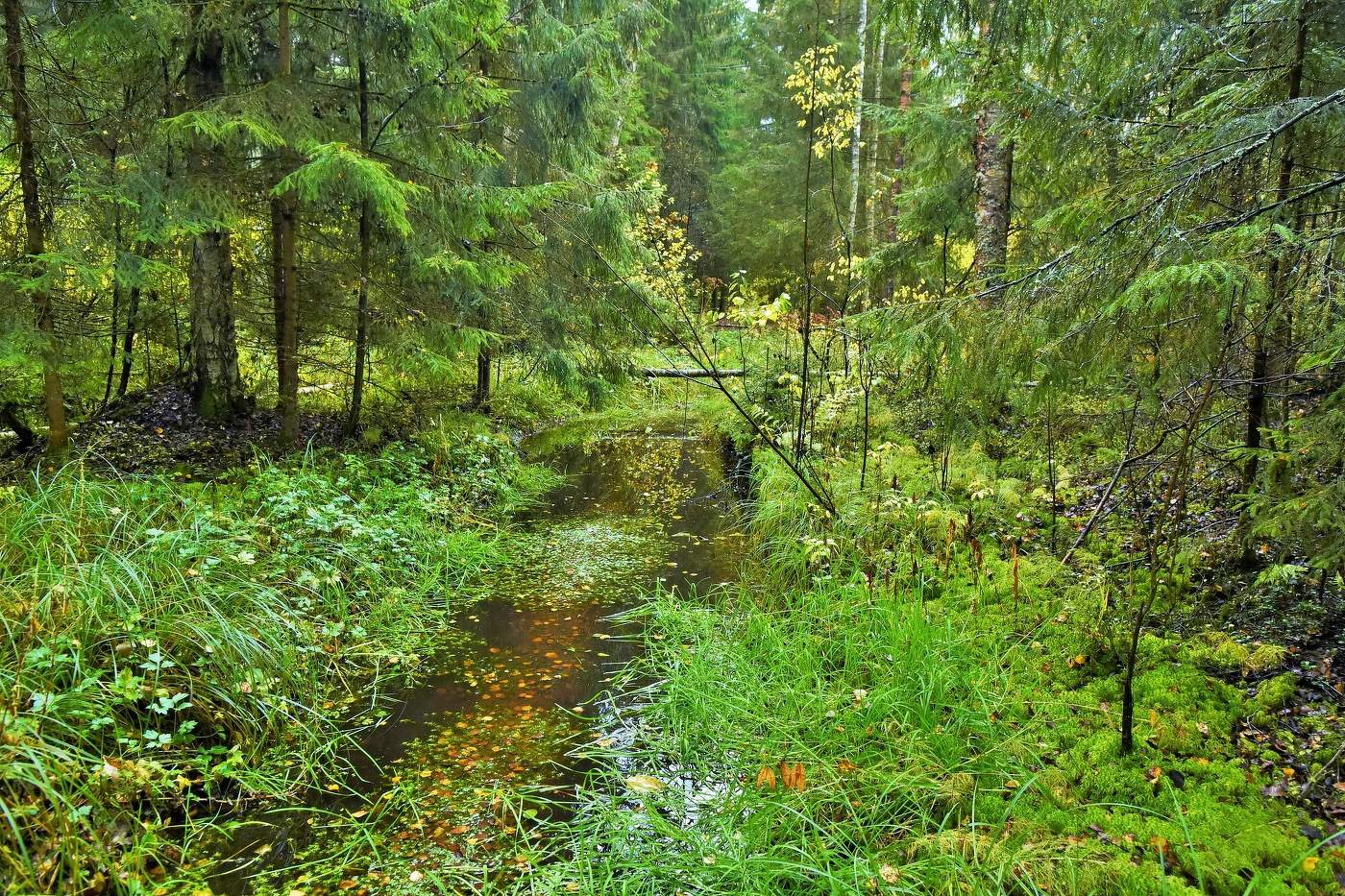 После дождя ...