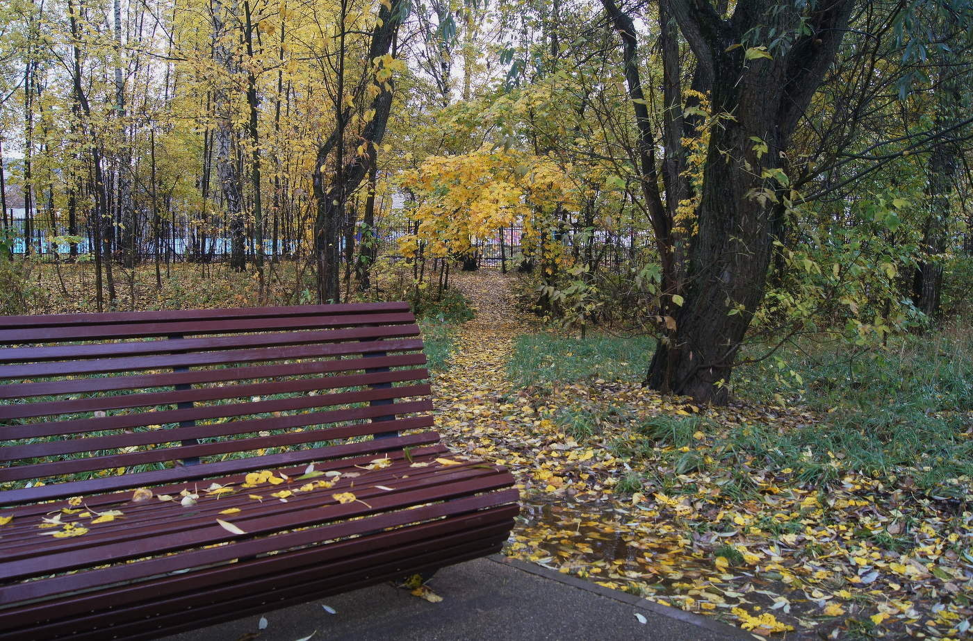 Дождливый парк