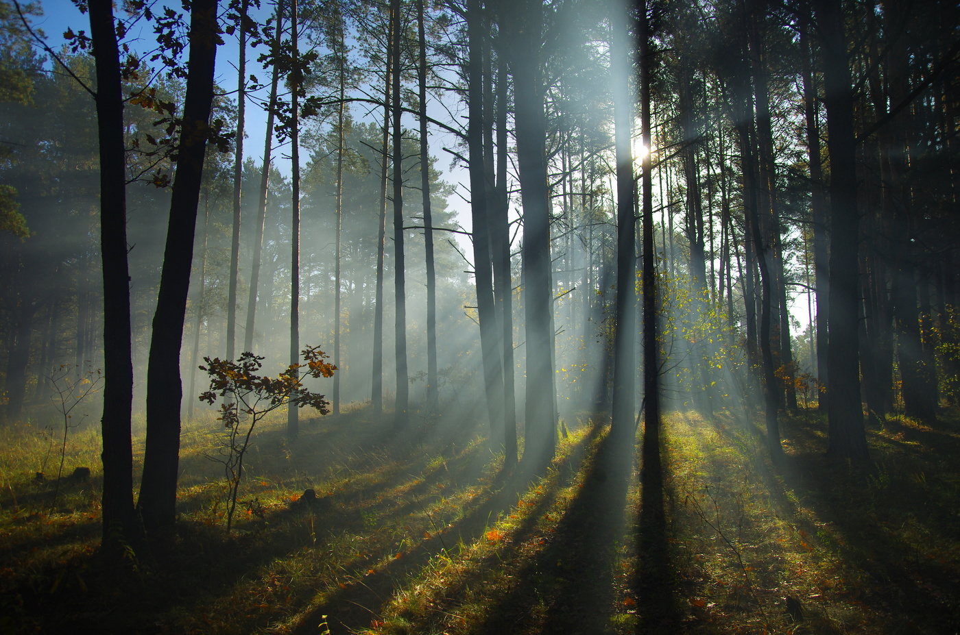 Осеннее утро