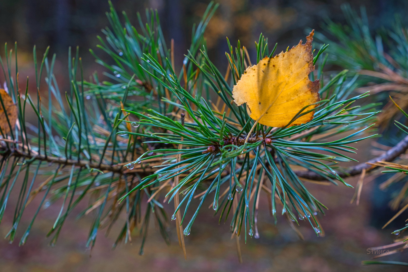 Листик берёзы на сосне.