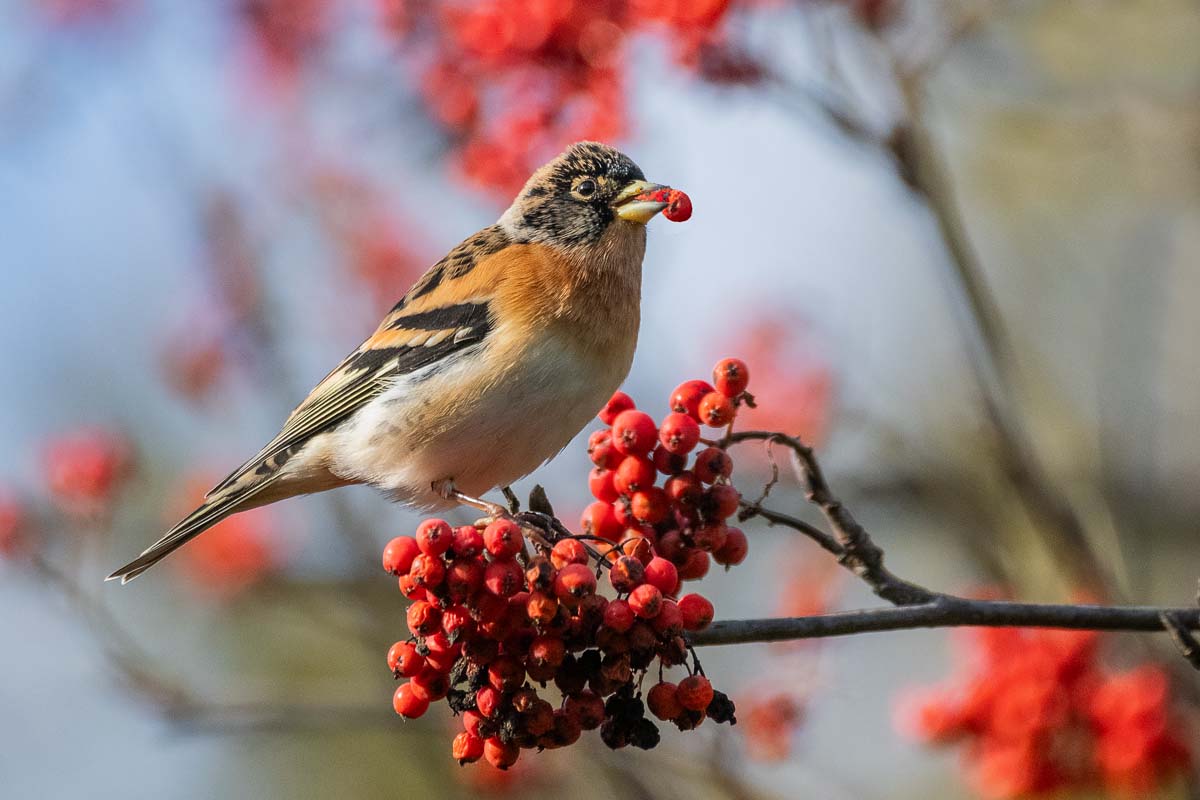 Вьюрок за работой.