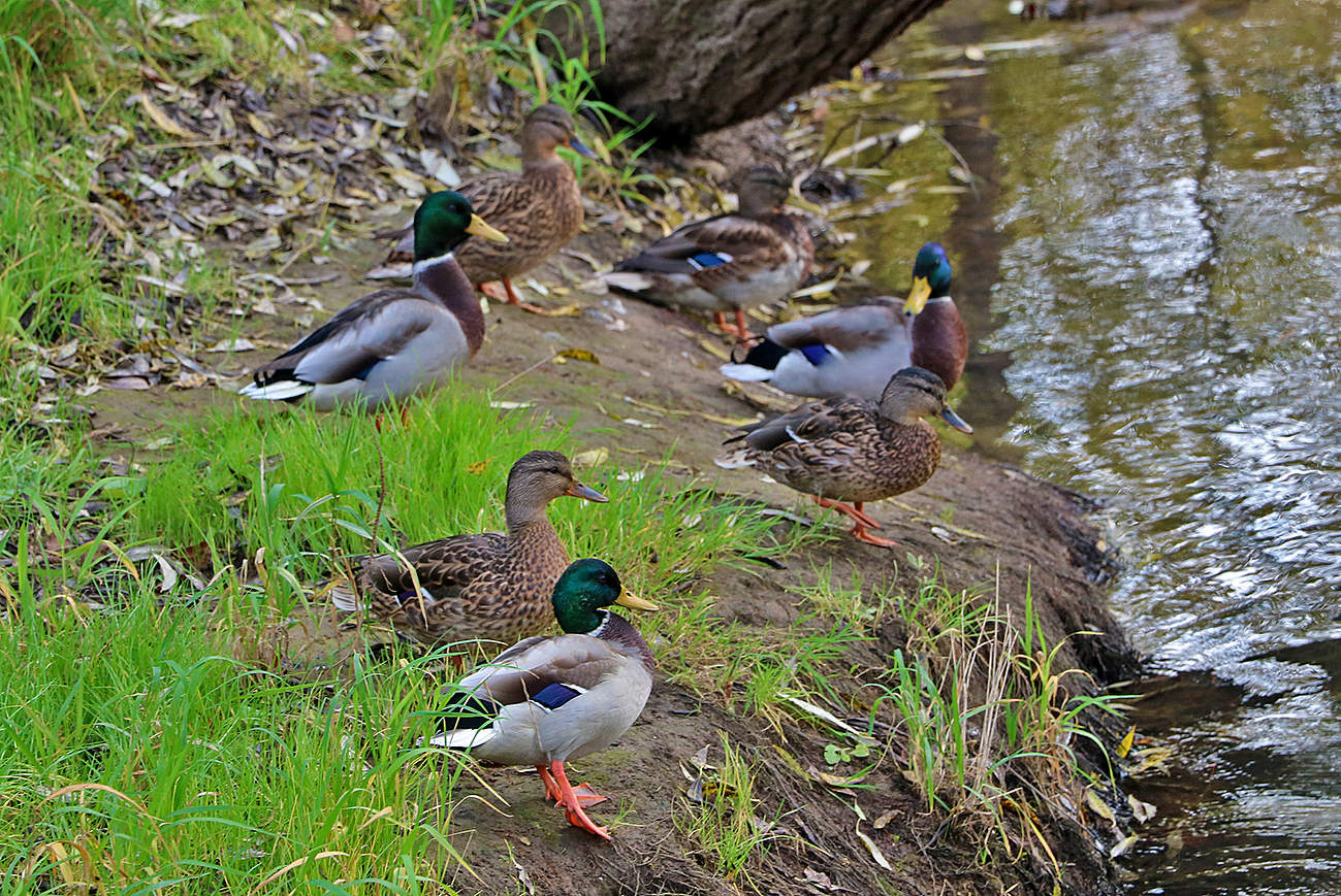 Уточки на речке Песочной