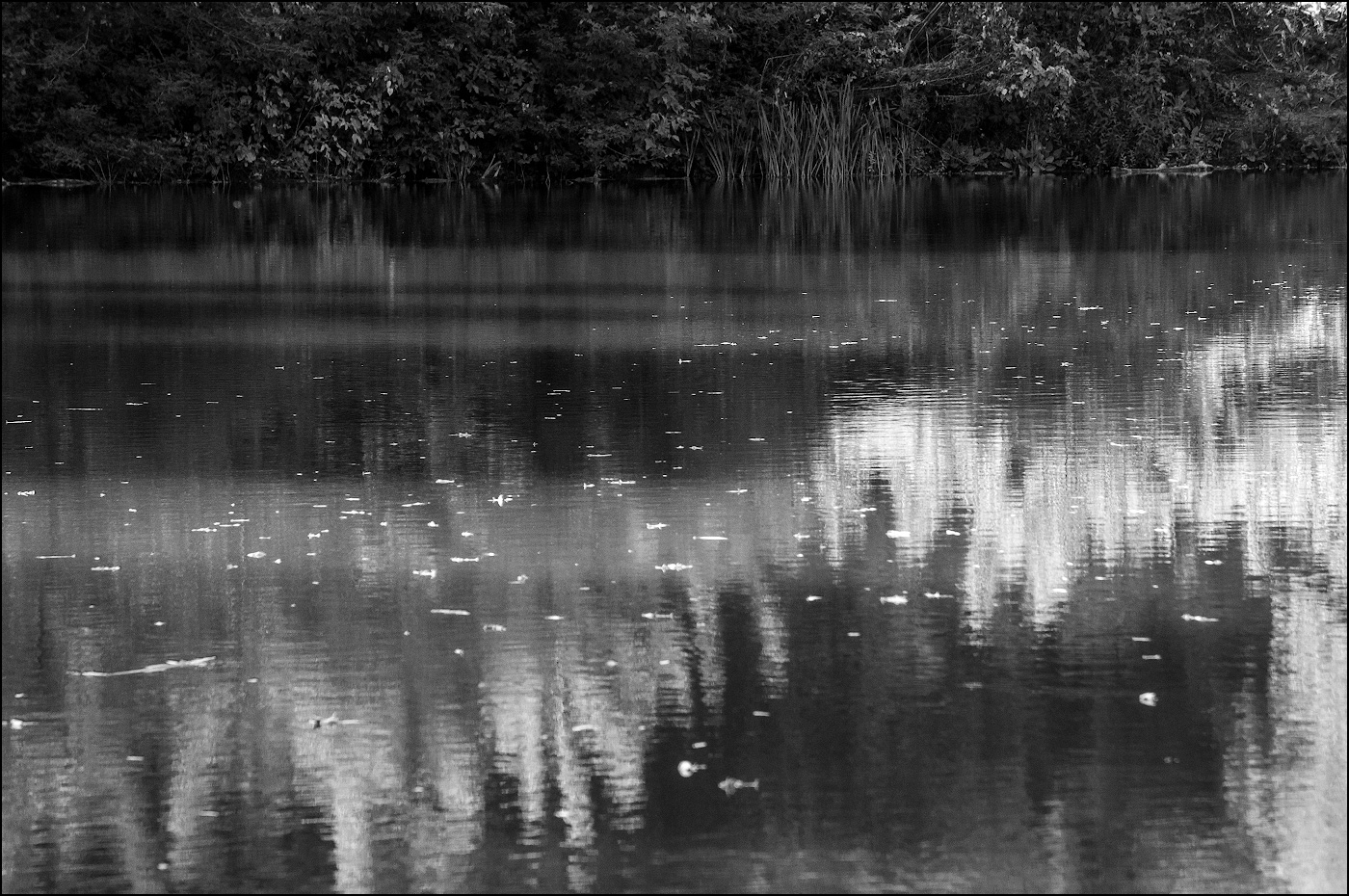 нет морской свинки