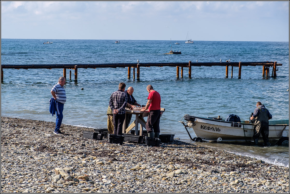 Шаланды, полные кефали.
