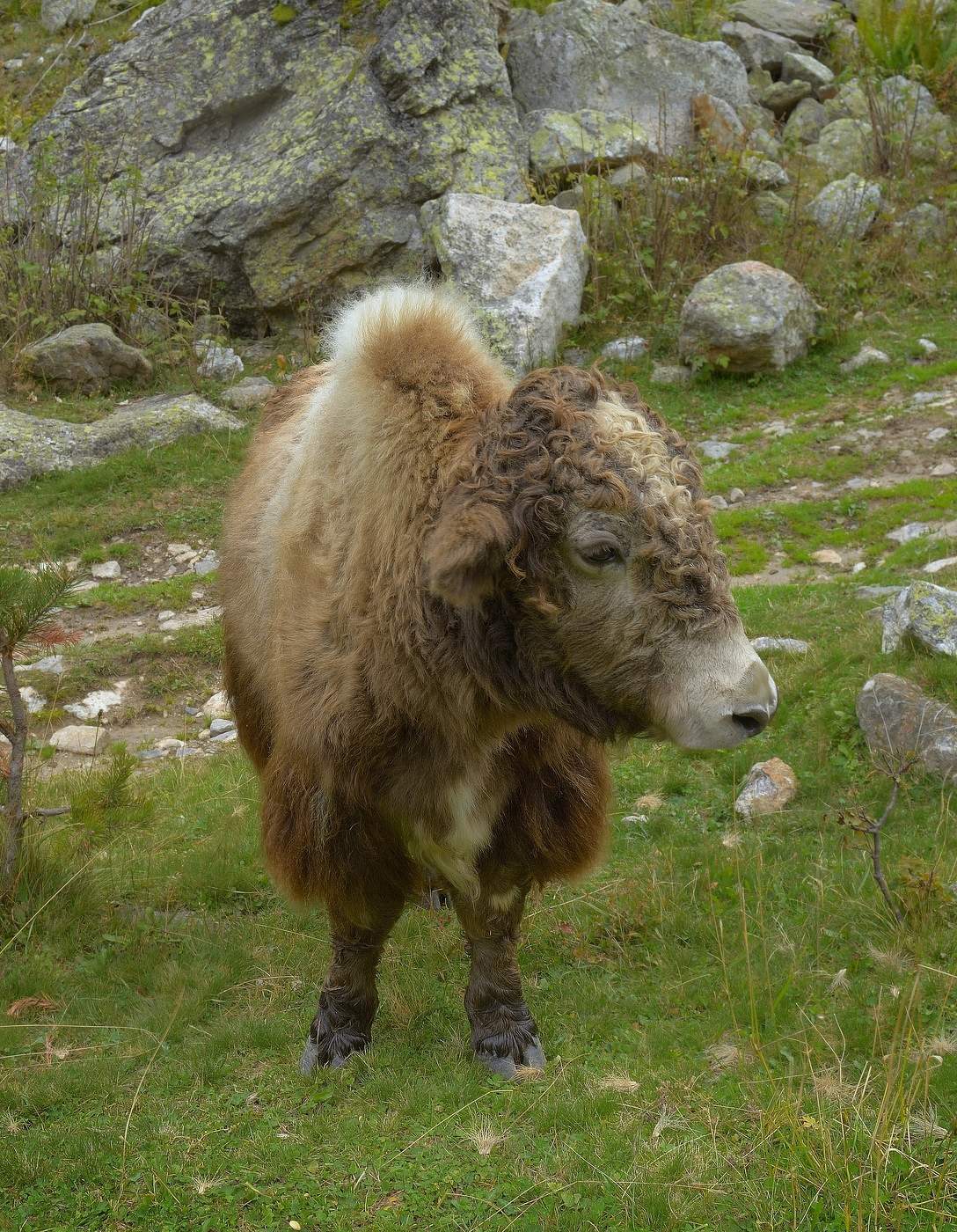 Теленок яка