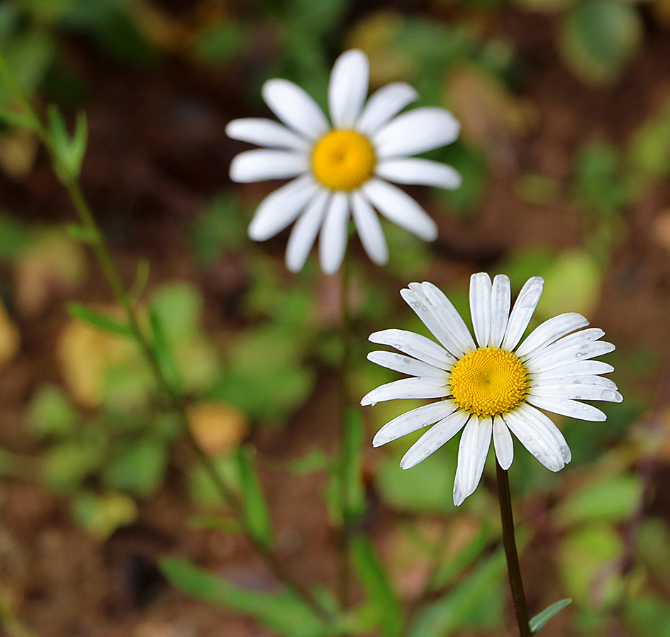 Октябрь уж на дворе...