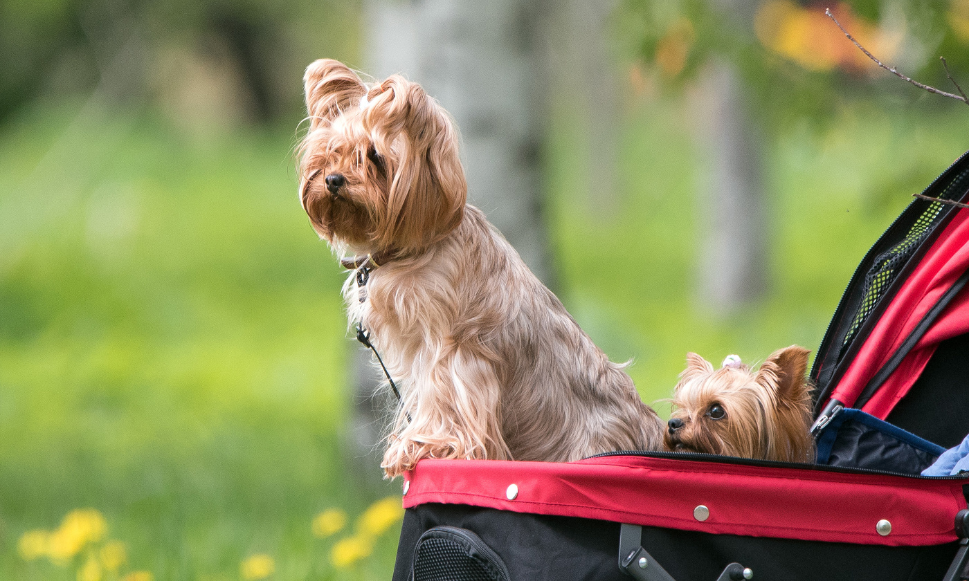 Дневной дозор.