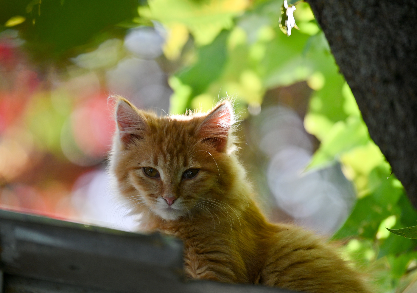 Кошачьи миры