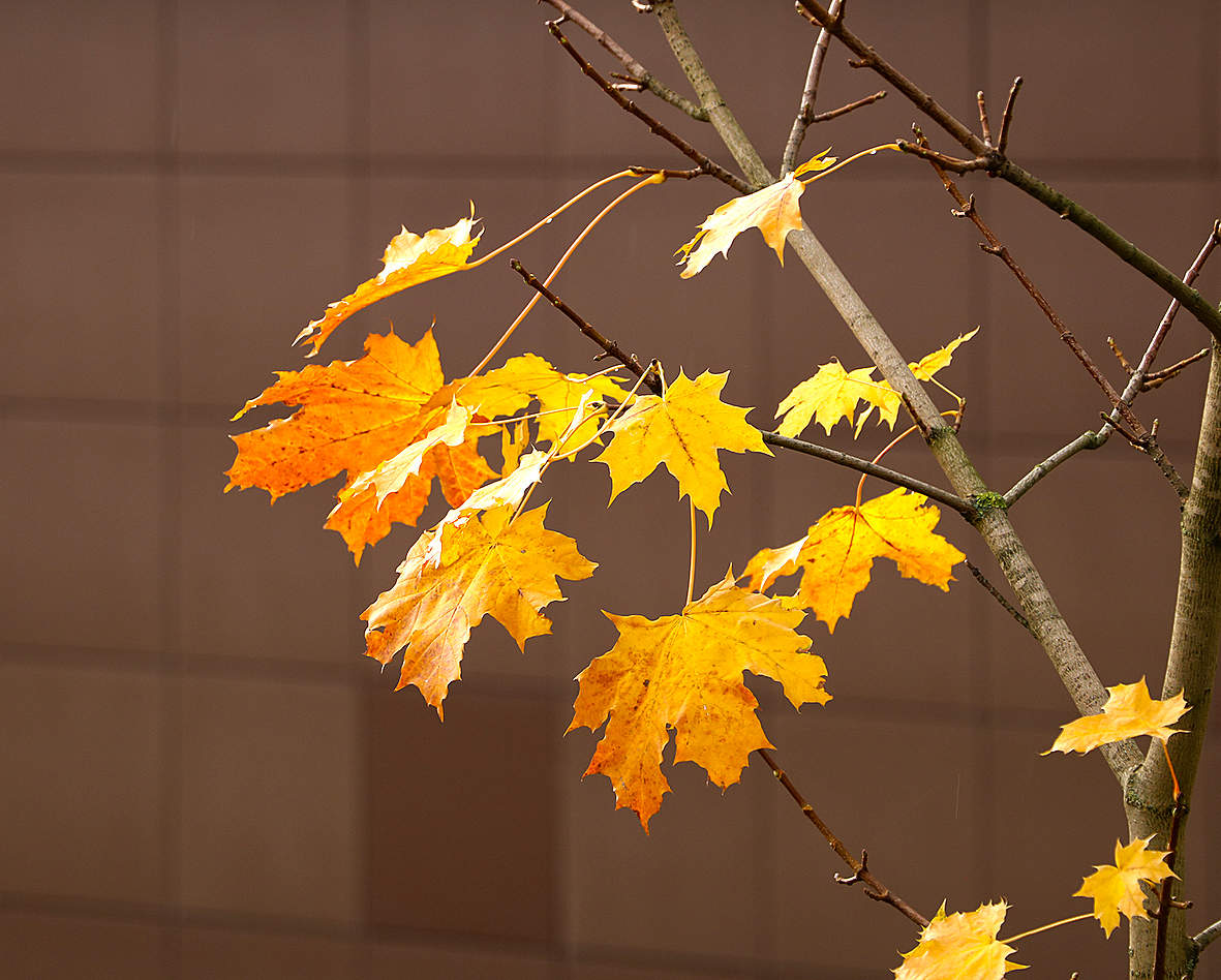 Осенний этюд