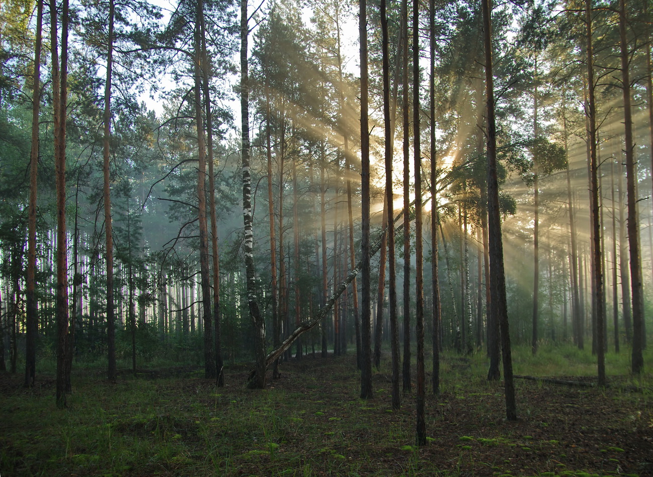 Свет в лесу