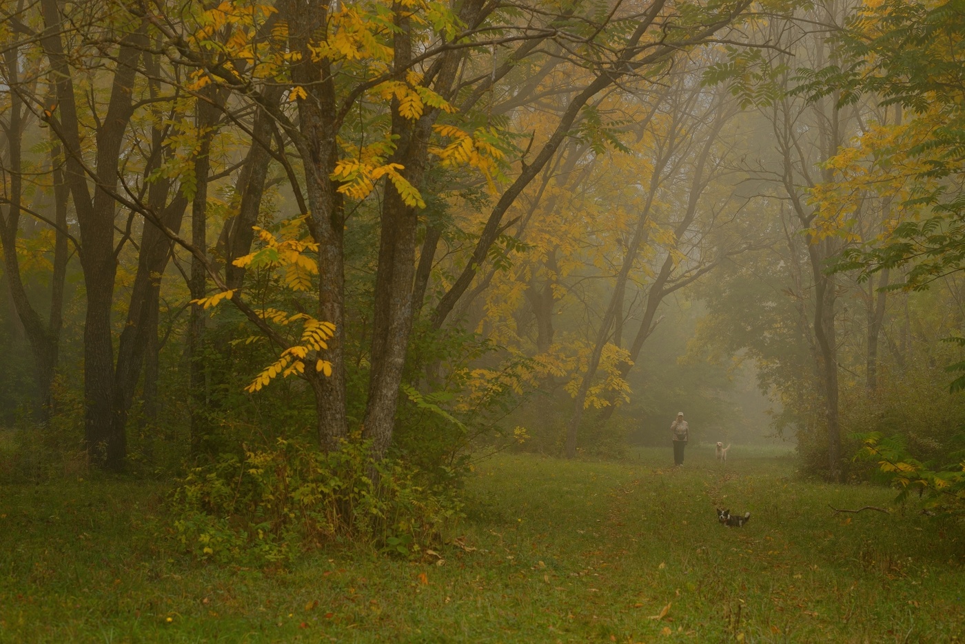 Туманное утро