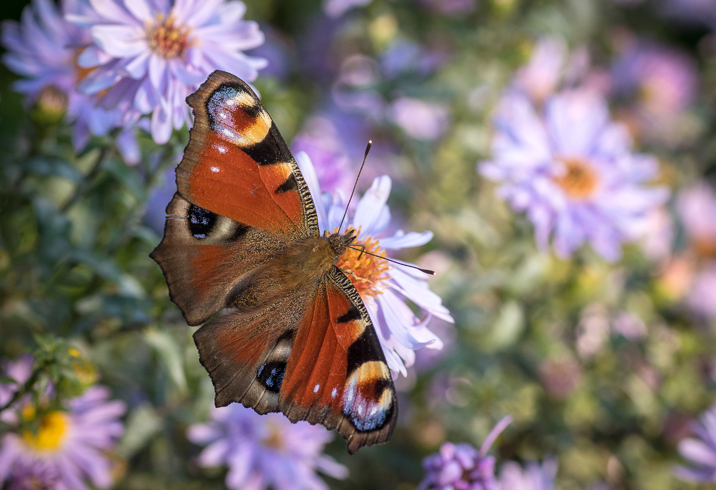 Однодневка