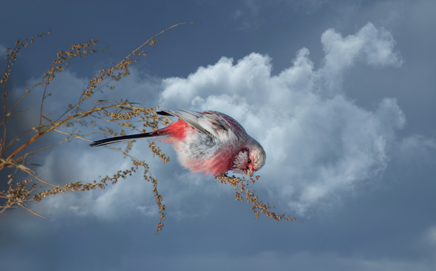 "По зернышку"