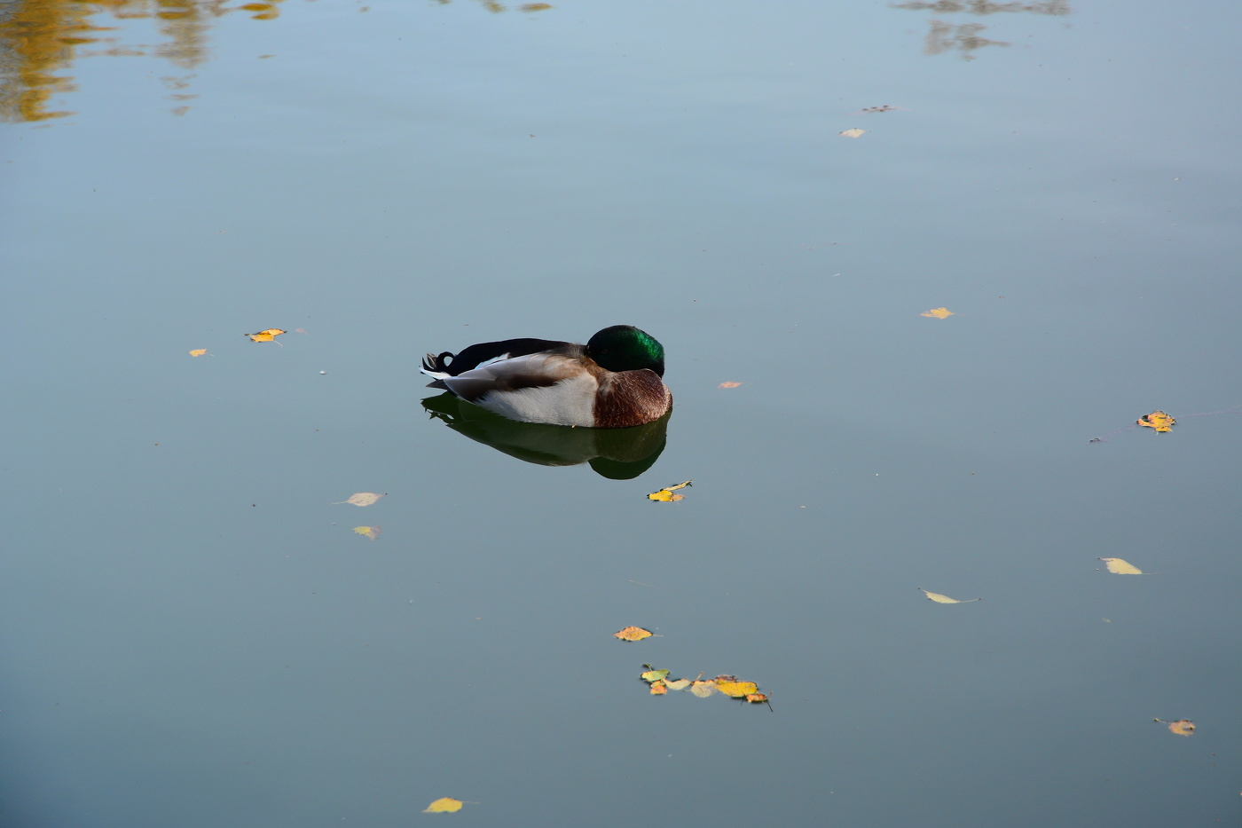 Осенний сон.