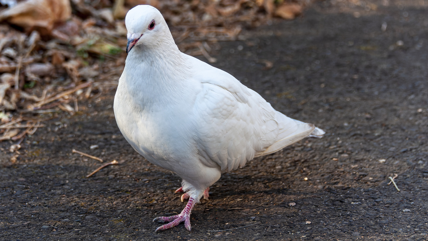 Голубь мира.