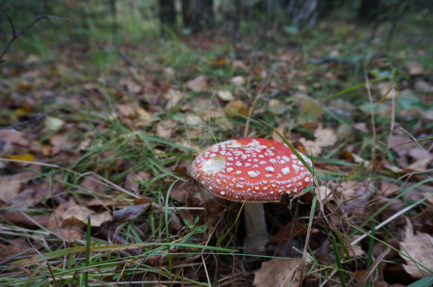 Красный, желтый, зеленый