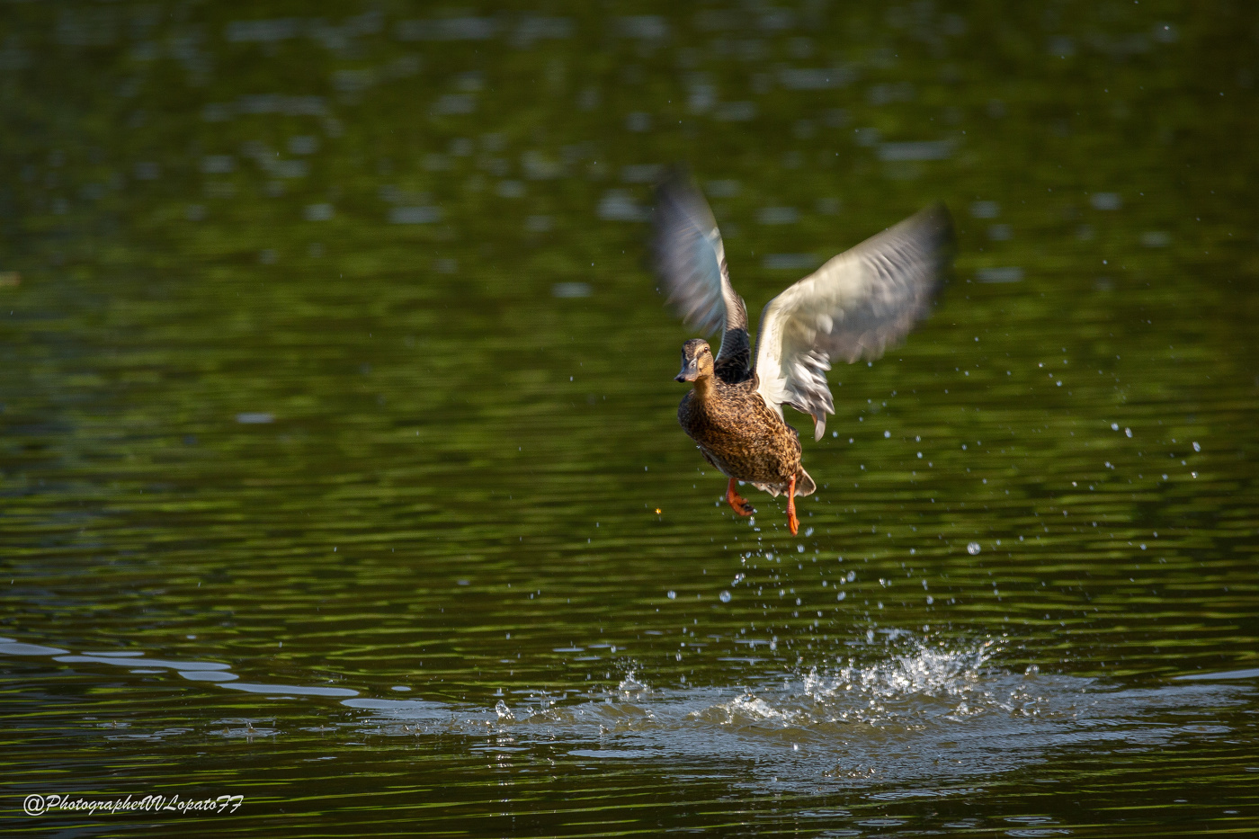 Посадка на воду
