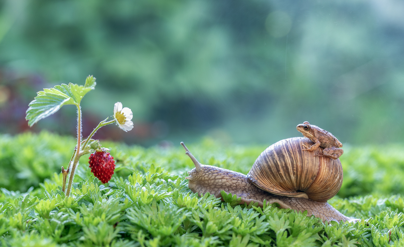 Лягушка-путешественница)