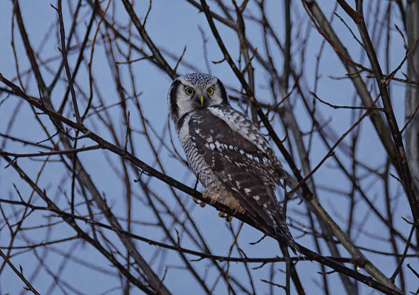 Ястребиная сова.