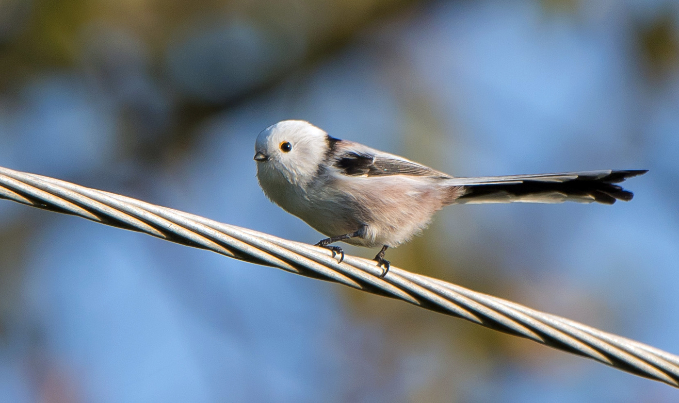 Ополовник - длиннохвостая синица.