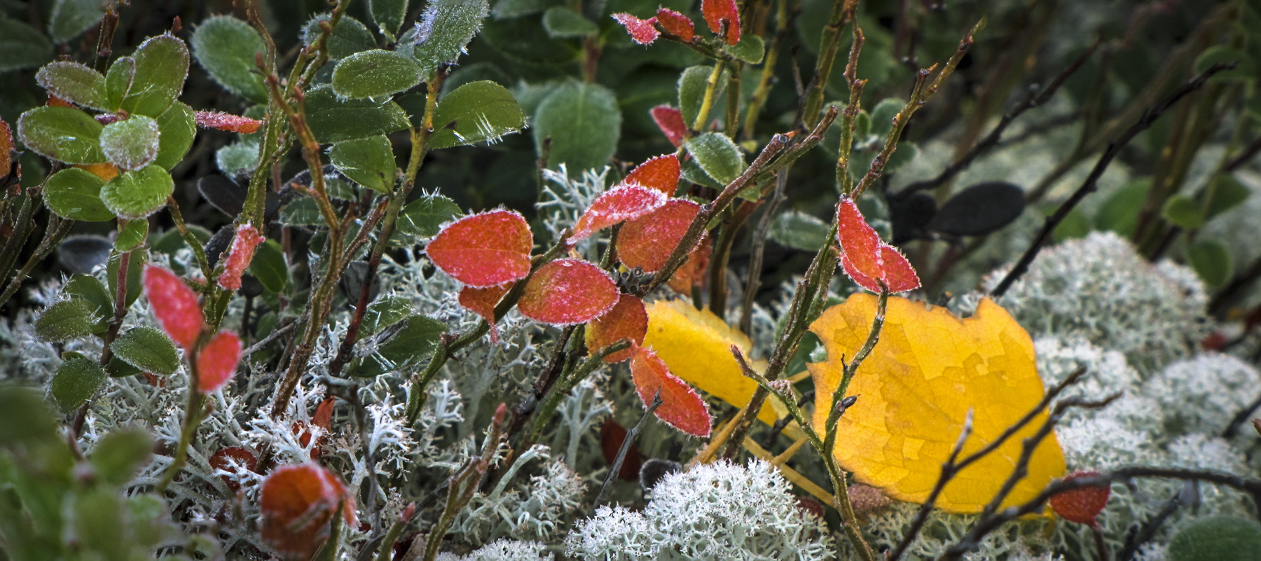 Вот уж иней листочки украсил...