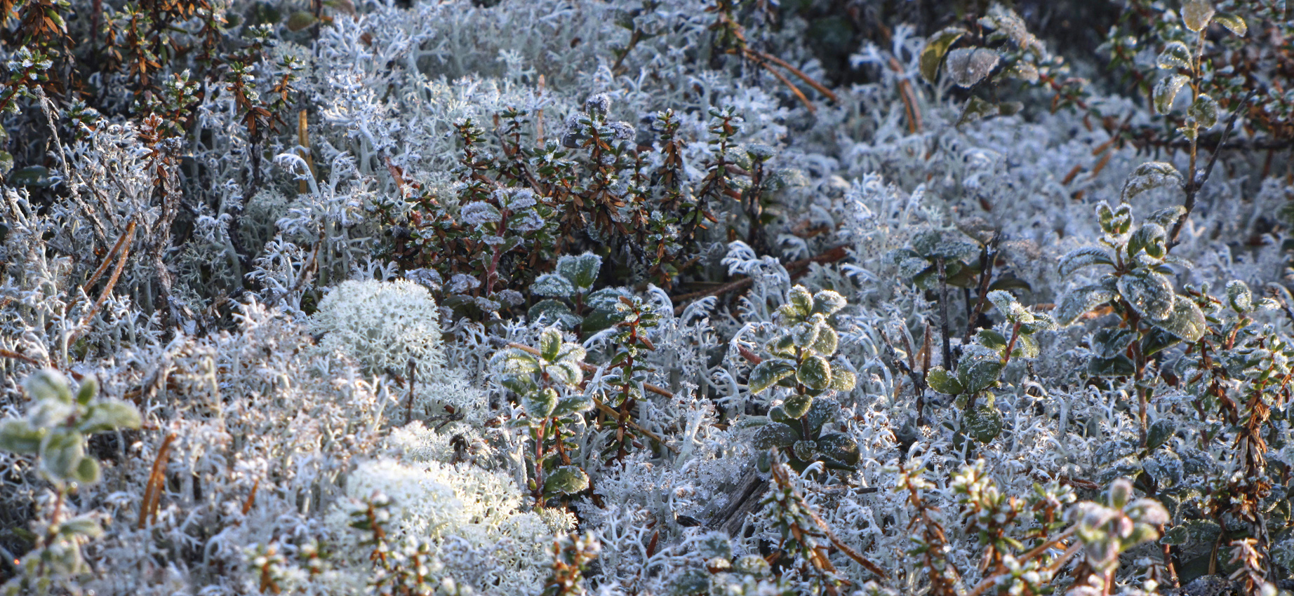 Опять утрами серебристый иней...