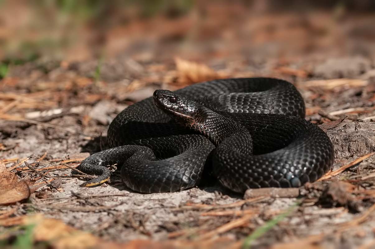 Гадюка чёрная.