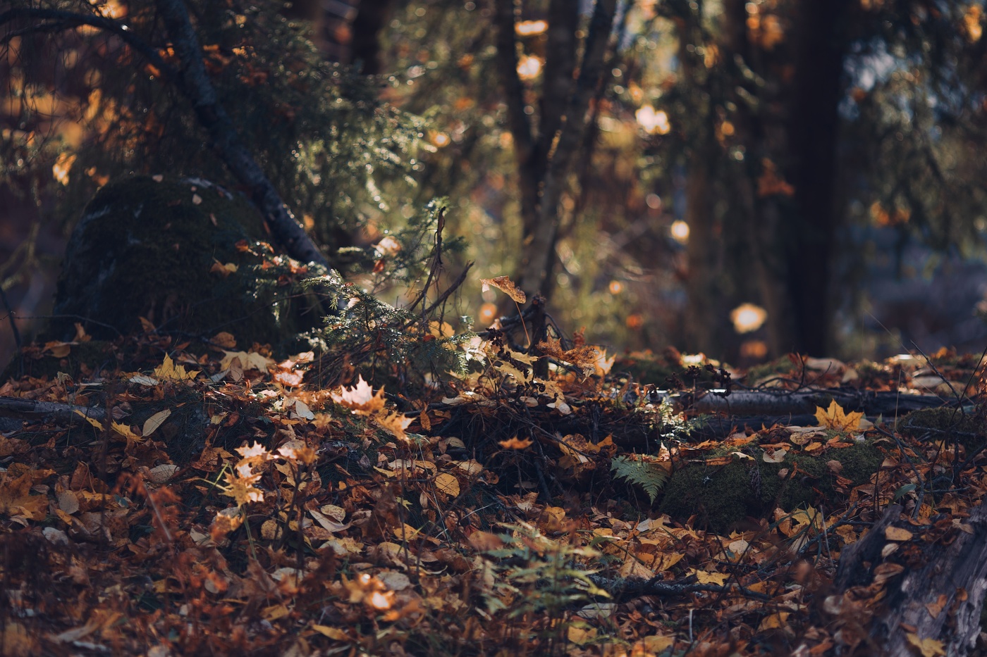 Осеннее золото с ноткой оптимизма