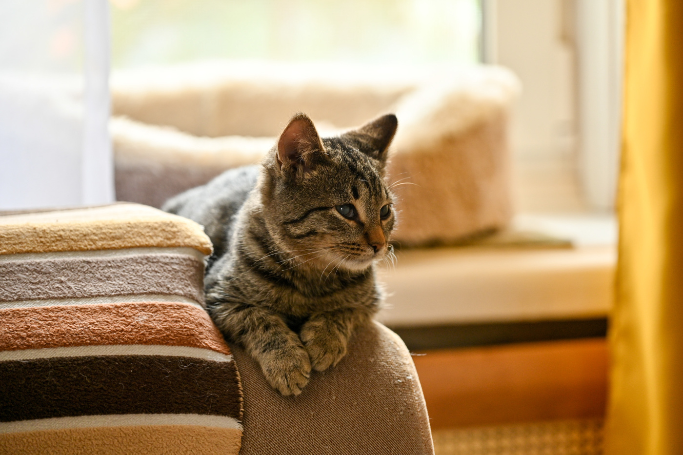 Кошачьи миры