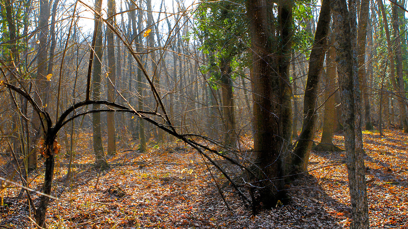 Редколесье