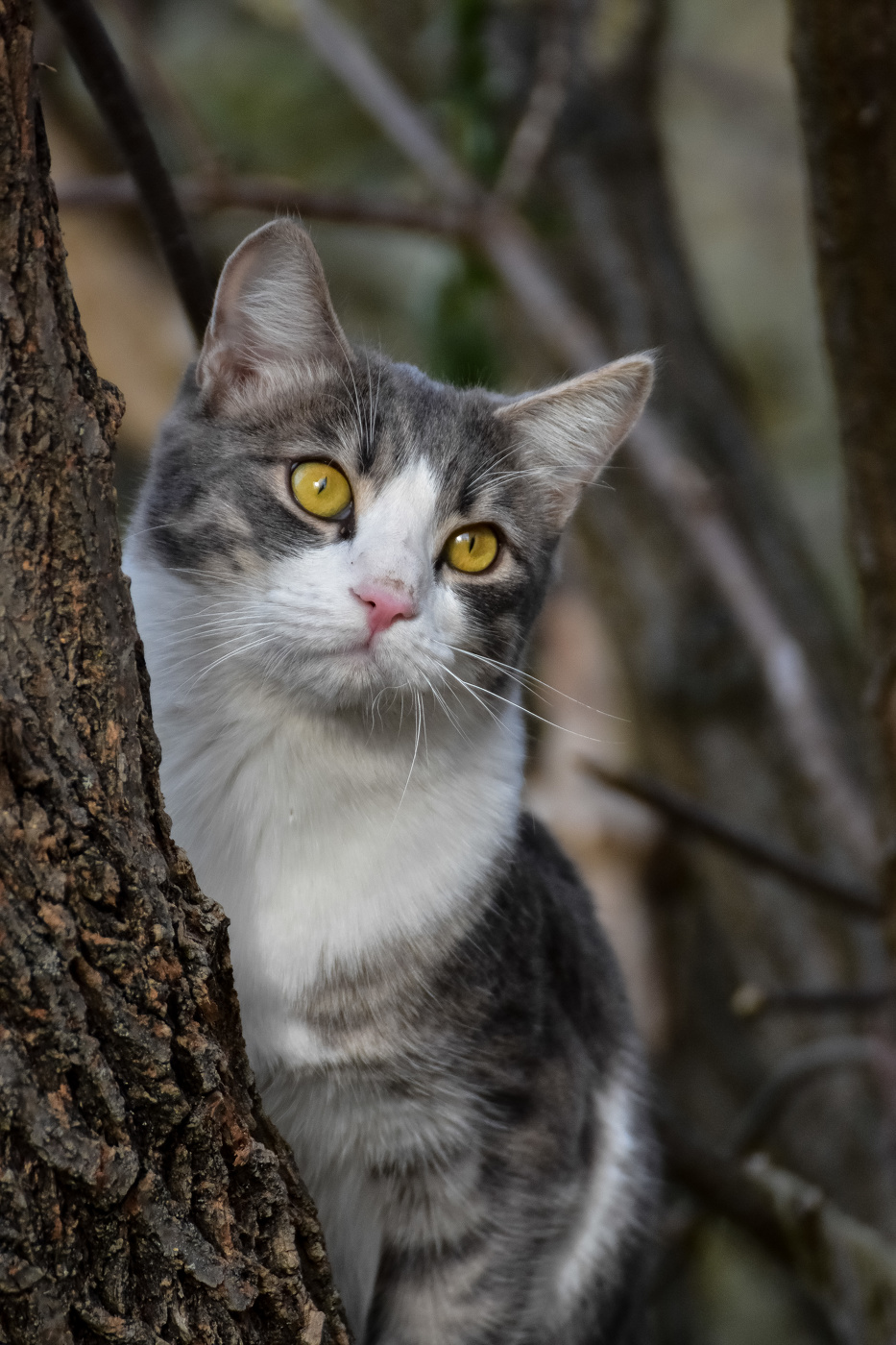 Кот на дереве