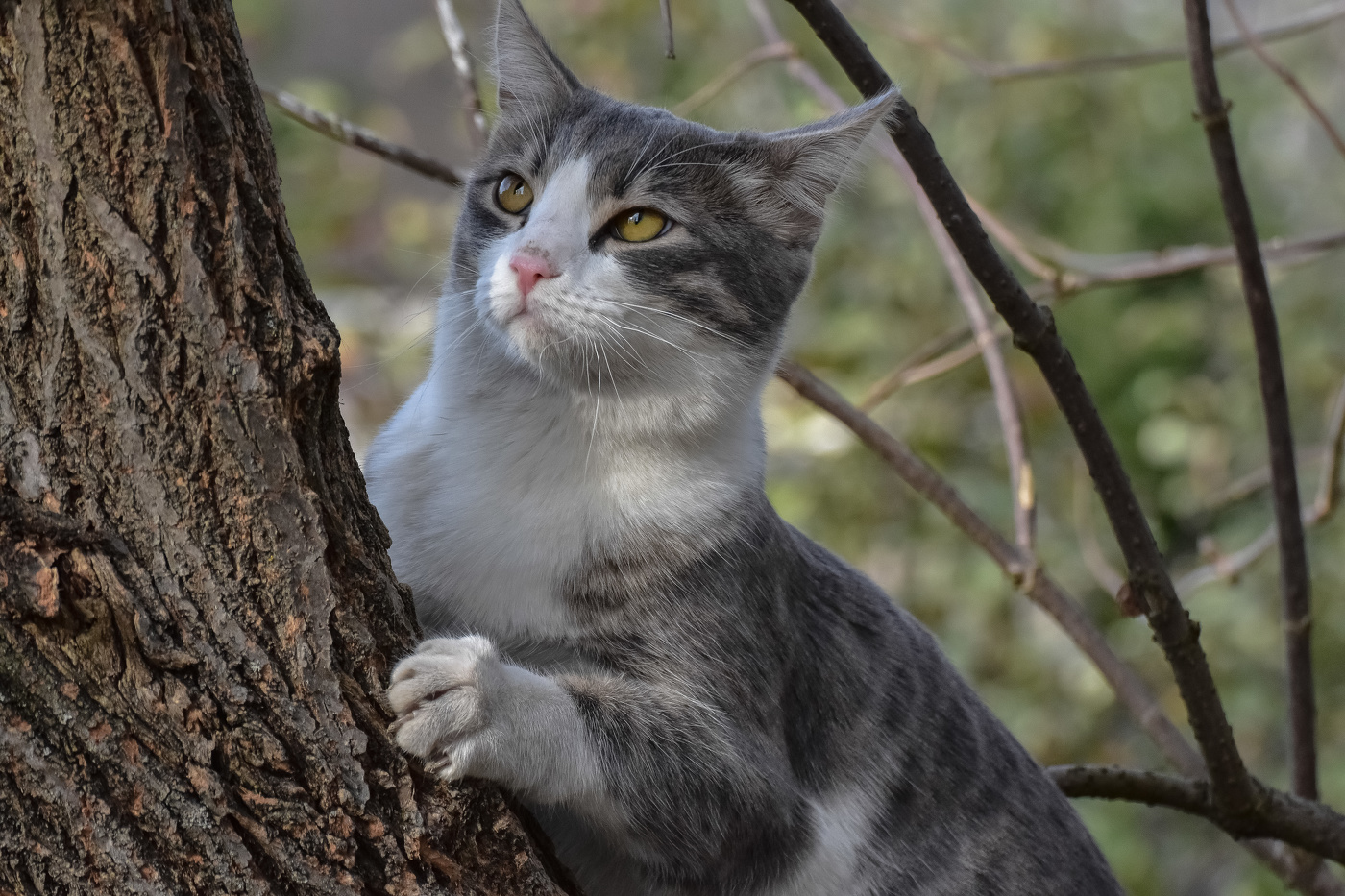 Кот на дереве