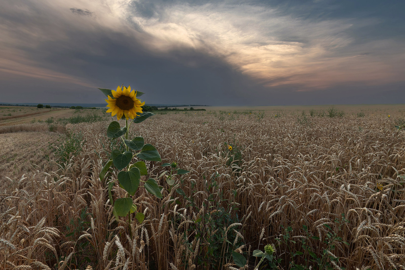 Чужой среди своих