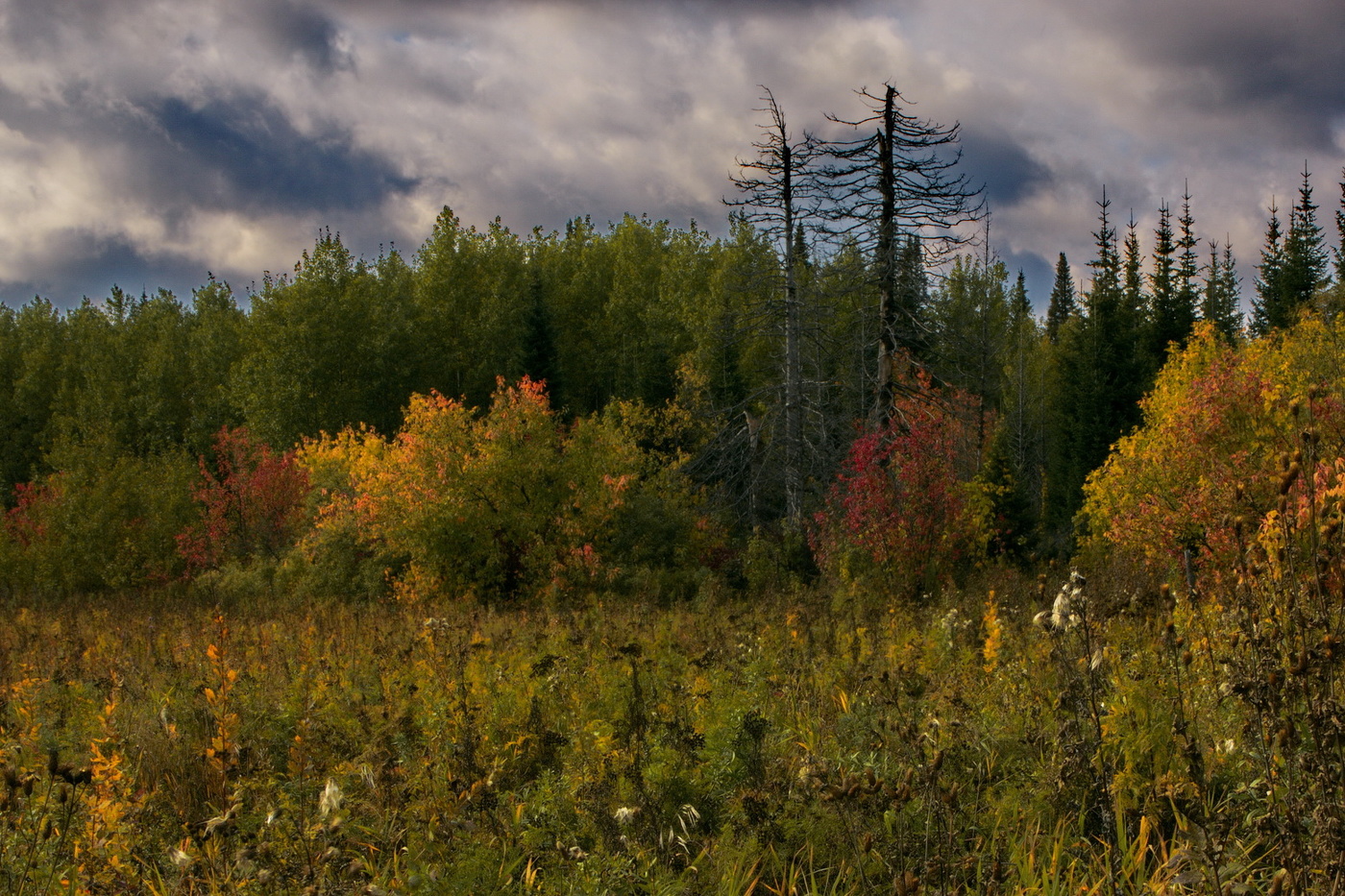 **Лесная опушка.*