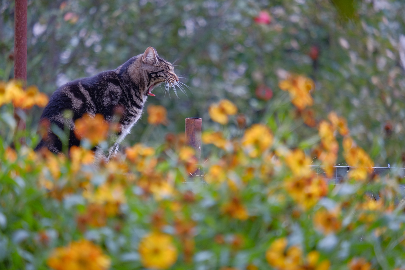 Кошачьи миры