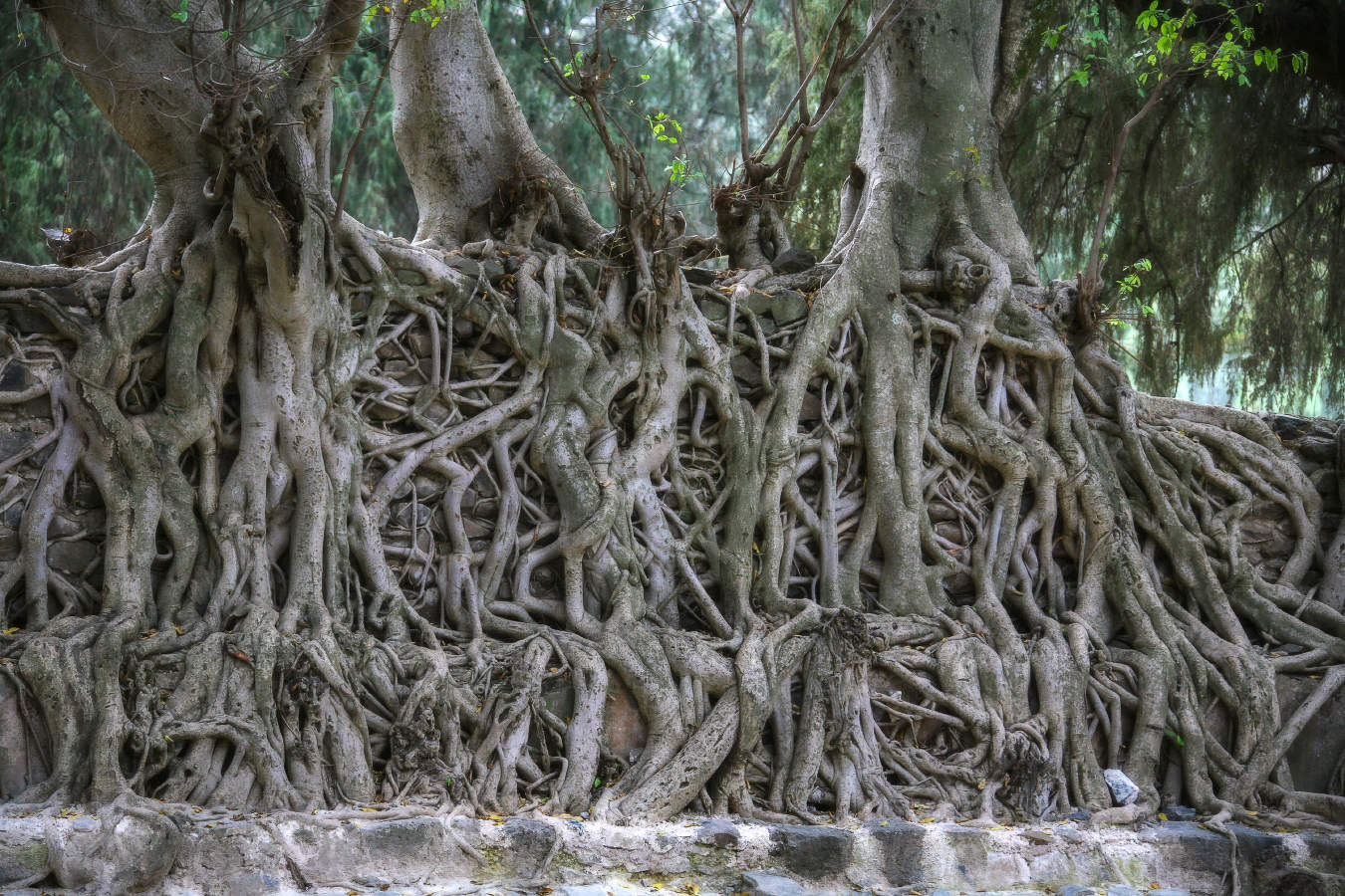 Трехголовая