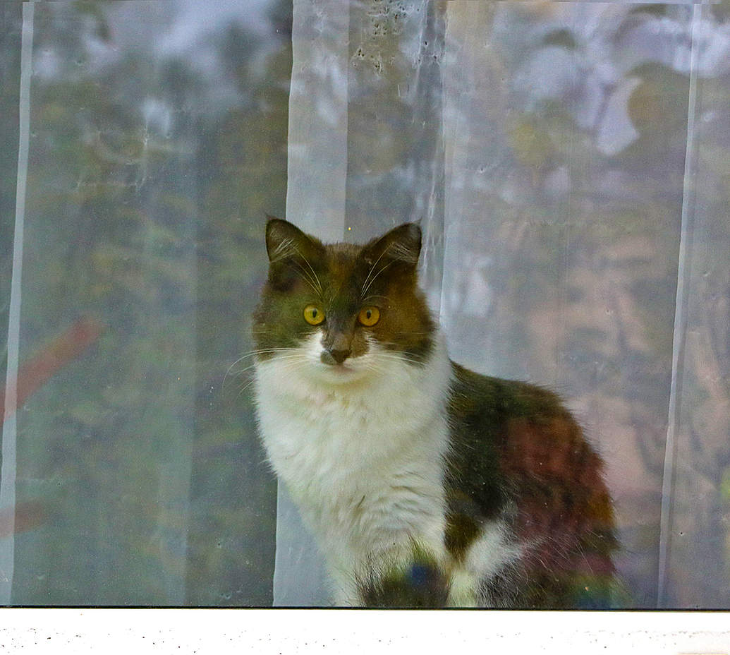 Осенний котик на окне...