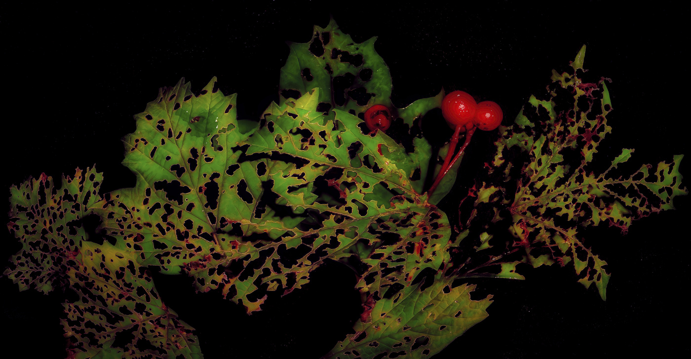 Последние ягоды.