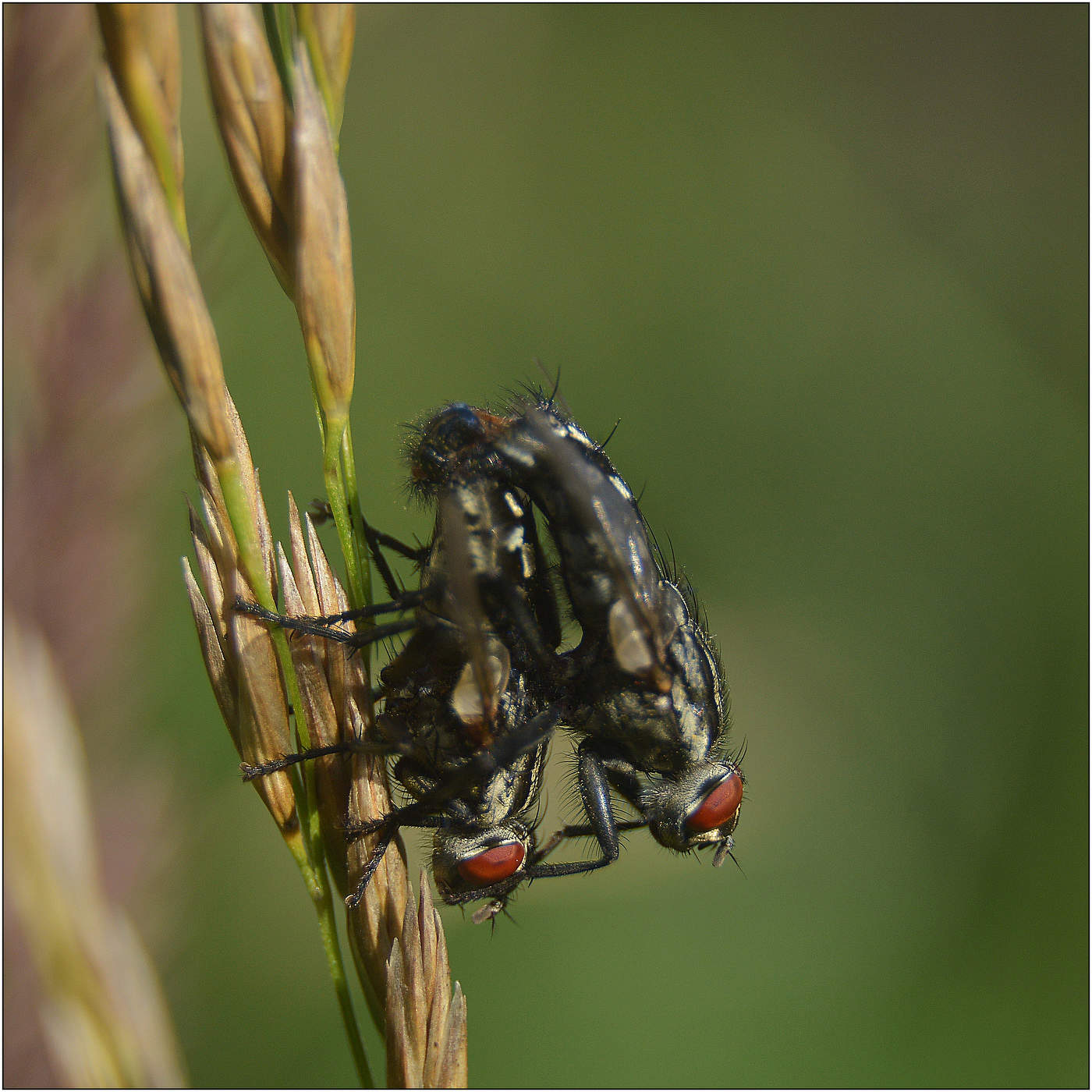 Саркофагиды.