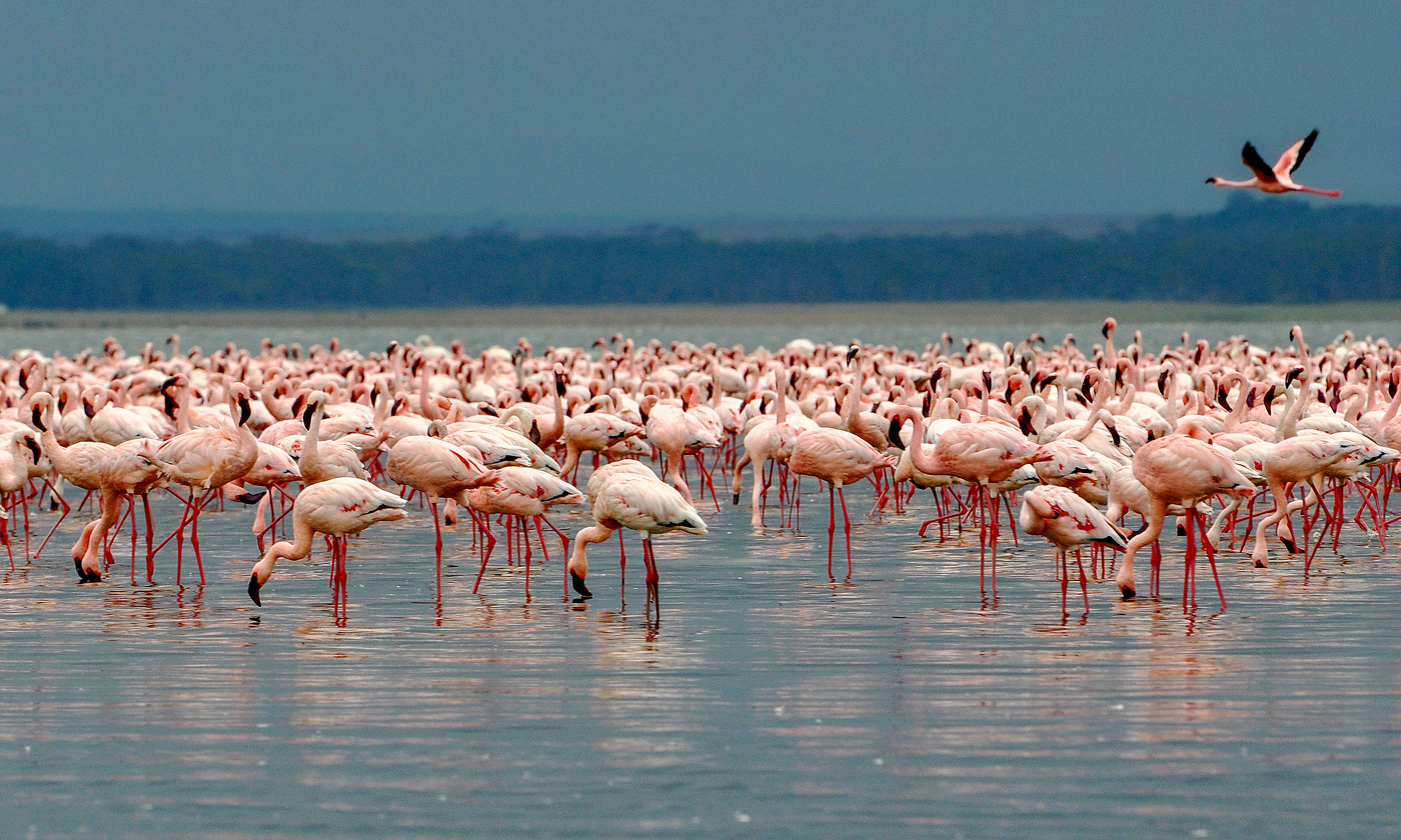 Мир розовых...